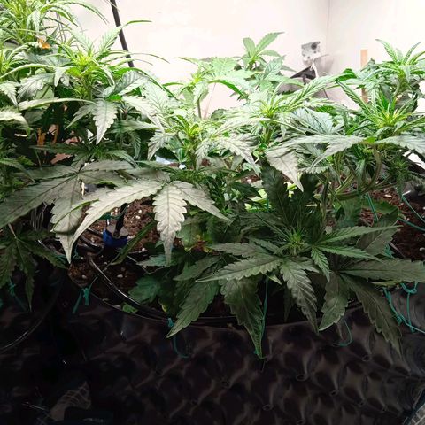 AutoXtreme growlog timeline photo