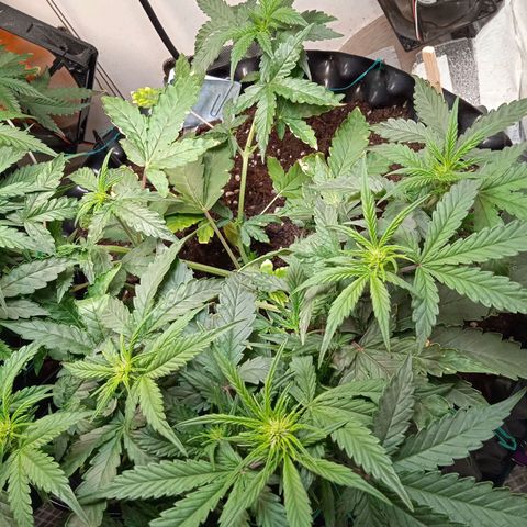 AutoXtreme growlog timeline photo