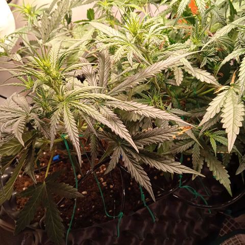 Northern lights Auto growlog timeline photo