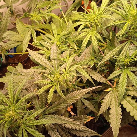 Northern lights Auto growlog timeline photo