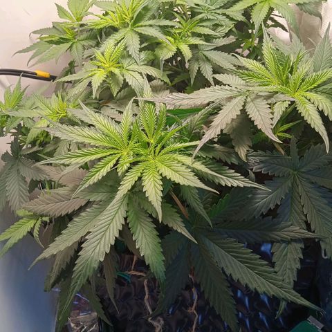 Green Gelato growlog timeline photo