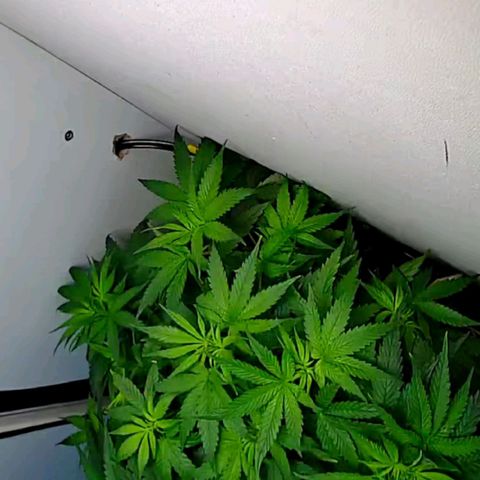 Green Gelato growlog timeline photo