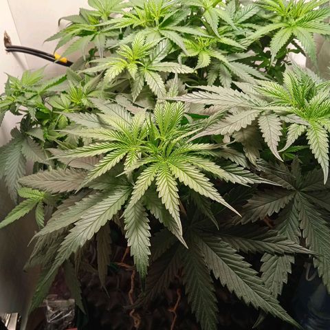 Green Gelato growlog timeline photo