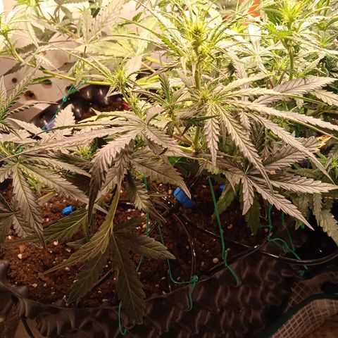 Northern lights Auto growlog timeline photo