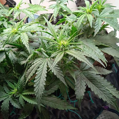 AutoXtreme growlog timeline photo