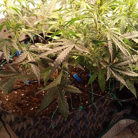 Northern lights Auto growlog timeline photo