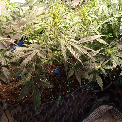 Northern lights Auto growlog timeline photo
