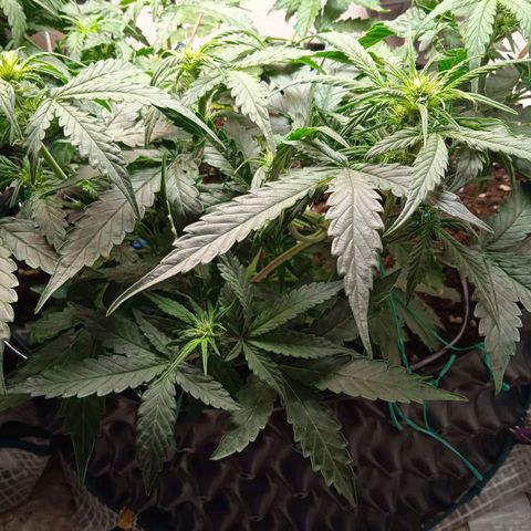 AutoXtreme growlog timeline photo