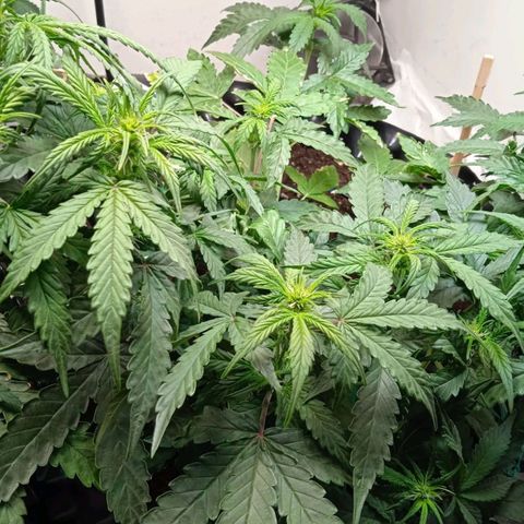 AutoXtreme growlog timeline photo