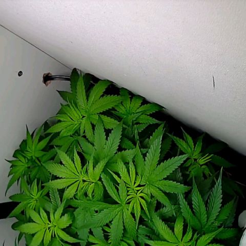 Green Gelato growlog timeline photo
