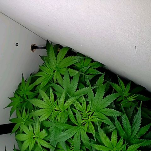 Green Gelato growlog timeline photo