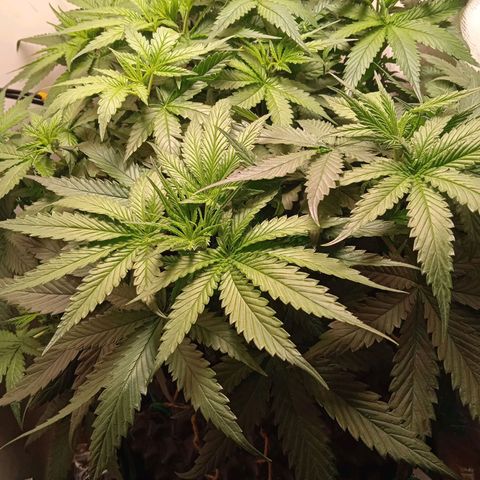 Green Gelato growlog timeline photo