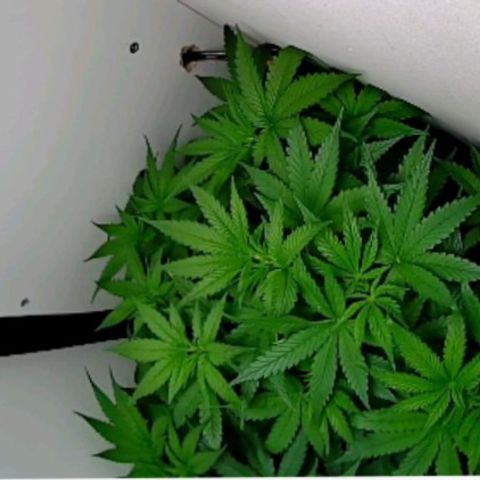 Green Gelato growlog timeline photo
