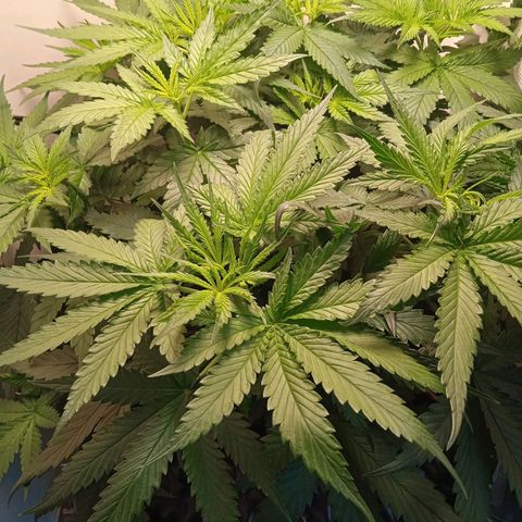 Green Gelato growlog timeline photo
