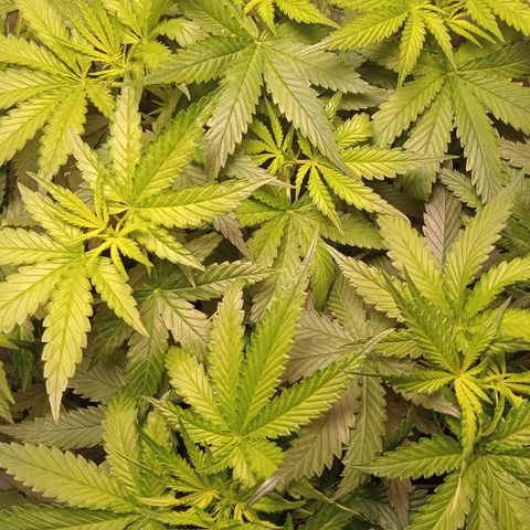 Green Gelato growlog timeline photo