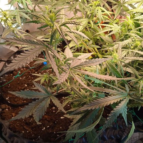 Northern lights Auto growlog timeline photo