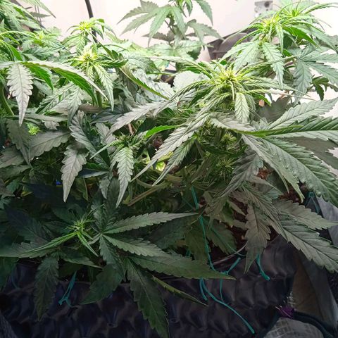 AutoXtreme growlog timeline photo
