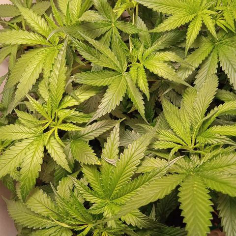 Green Gelato growlog photo: Дефолиация лопухов до 3го этажа
