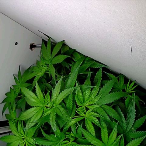 Green Gelato growlog photo: Дефолиация лопухов до 3го этажа