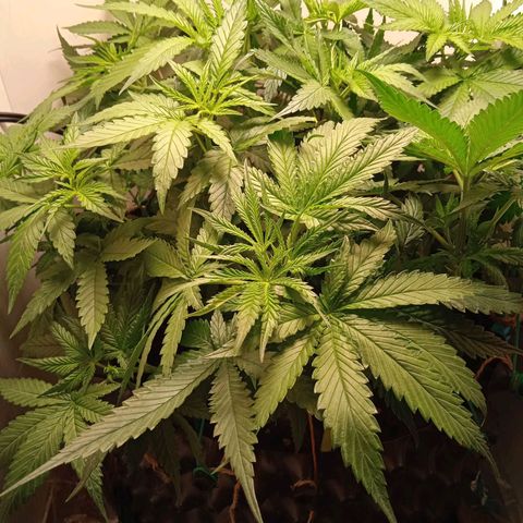 Green Gelato growlog timeline photo
