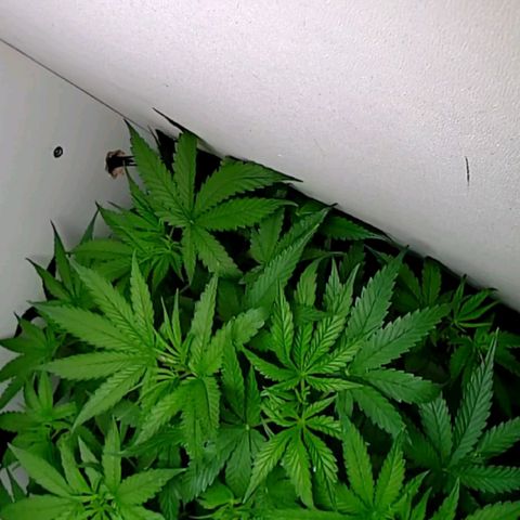 Green Gelato growlog timeline photo