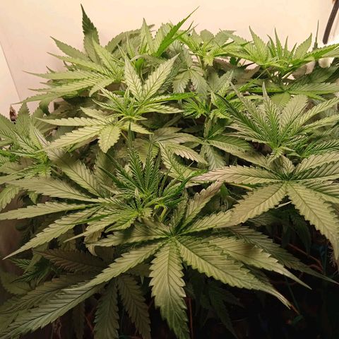 Green Gelato growlog timeline photo