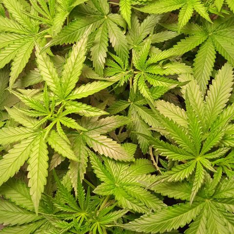 Green Gelato growlog timeline photo