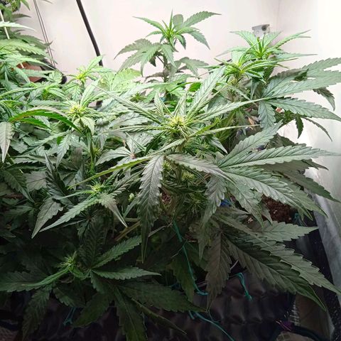 AutoXtreme growlog timeline photo