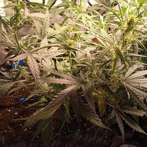Northern lights Auto growlog timeline photo