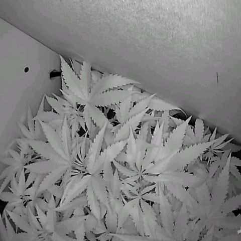 Green Gelato growlog timeline photo