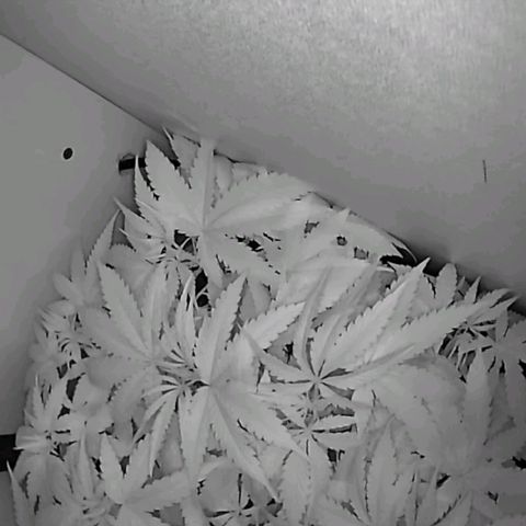 Green Gelato growlog timeline photo