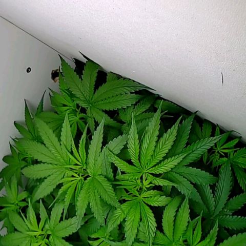 Green Gelato growlog timeline photo