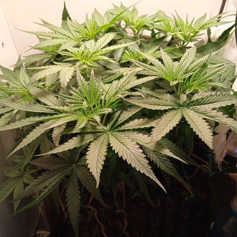 Green Gelato growlog timeline photo