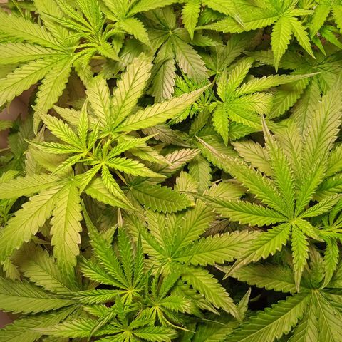 Green Gelato growlog timeline photo