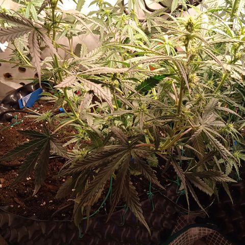 Northern lights Auto growlog timeline photo