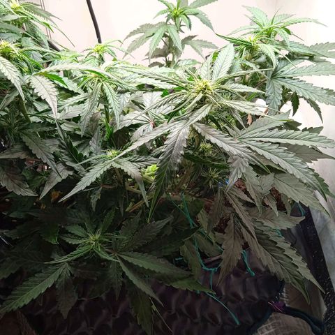 AutoXtreme growlog timeline photo