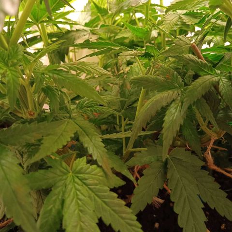 Green Gelato growlog timeline photo