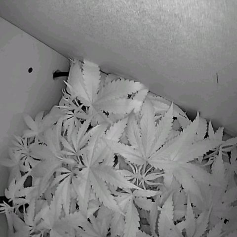 Green Gelato growlog timeline photo