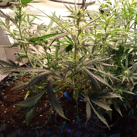 Northern lights Auto growlog timeline photo