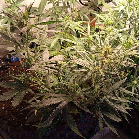 Northern lights Auto growlog timeline photo