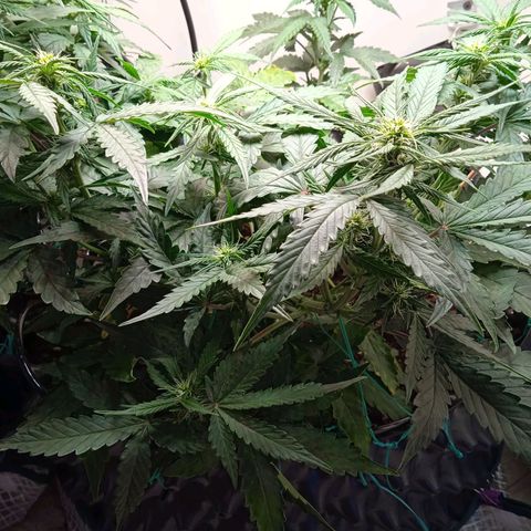 AutoXtreme growlog timeline photo