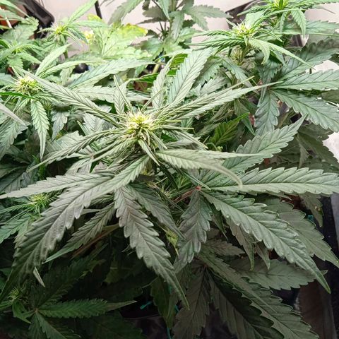 AutoXtreme growlog timeline photo