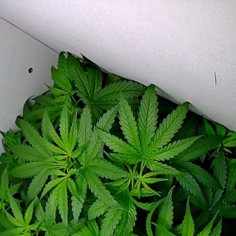 Green Gelato growlog timeline photo
