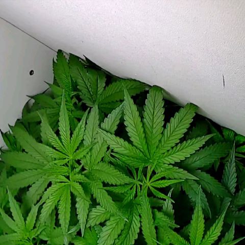 Green Gelato growlog timeline photo