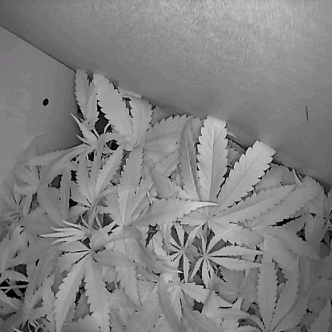 Green Gelato growlog timeline photo