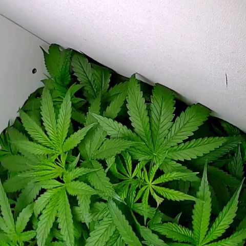 Green Gelato growlog timeline photo
