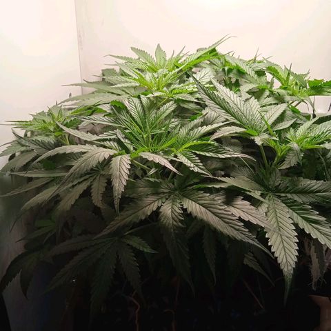 Green Gelato growlog timeline photo