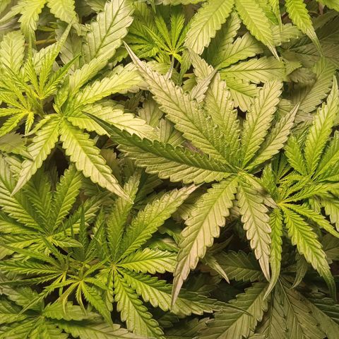 Green Gelato growlog timeline photo