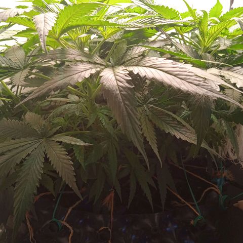 Green Gelato growlog timeline photo