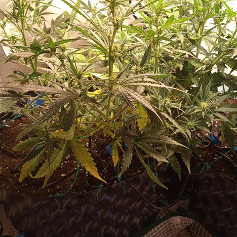 Northern lights Auto growlog timeline photo
